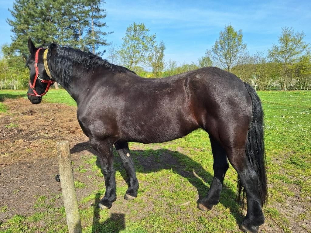 Friese merrie te koop, Dieren en Toebehoren, Paarden, Merrie, Zadelmak, 165 tot 170 cm, 11 jaar of ouder, Recreatiepaard, Met stamboom