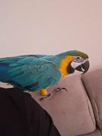 Ara aruana femelle a vendre ou echange possible sur liège, Femelle