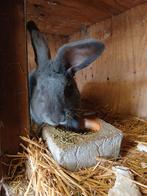 Blauwe Vlaamse reuzen te koop rammen, Animaux & Accessoires