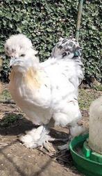 zijdehoen haantje, Mâle, Poule ou poulet