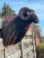 Curiosa stukken te koop, Enlèvement