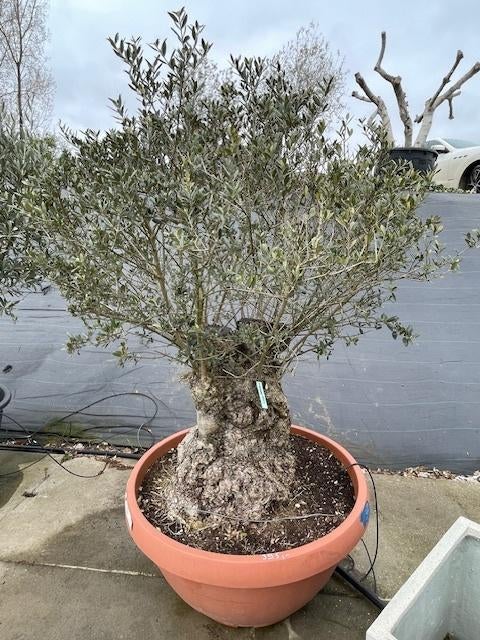 Olijfboom, Tuin en Terras, Planten | Bomen, Olijfboom, 100 tot 250 cm, Volle zon, Lente, In pot, Ophalen