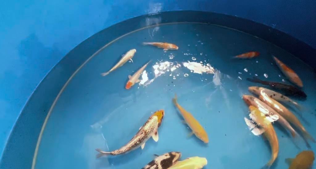 Tosai koi selected 20-30cm, Dieren en Toebehoren, Vissen | Vijvervissen, Karper of Koi