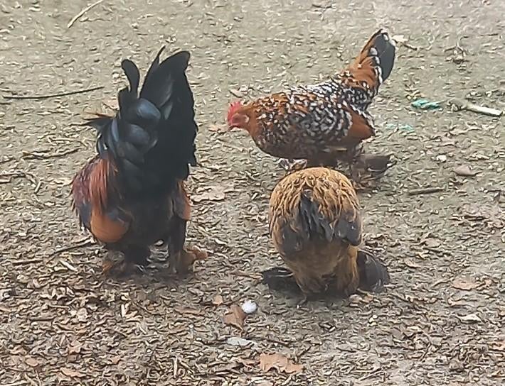 3 sabelpootkrielhennen, div, kleuren, Dieren en Toebehoren, Vrouwelijk, Kip