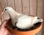 8 jonge duiven, Animaux & Accessoires, Oiseaux | Pigeons, Plusieurs animaux, Pigeon voyageur