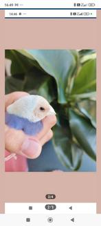 Diamant gould, Animaux & Accessoires, Enlèvement