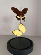 Vlinders onder stolp, Antiek en Kunst, Ophalen