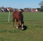 Jaarling paint merrie, Dieren en Toebehoren, Merrie, Met stamboom, 0 tot 2 jaar, Westernpaard