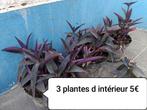 3 plantes d intérieur, Jardin & Terrasse, Plantes | Jardin, Enlèvement