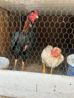 Shamo-paar van 7 maanden oud, Dieren en Toebehoren, Pluimvee