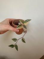 Kamerplant - tradescantia, Huis en Inrichting, Kamerplanten, Ophalen