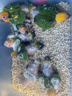 Tamme zonneparkiet, Dieren en Toebehoren, Parkiet, Pratend