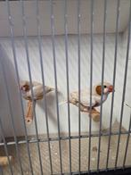 Zebravink isabel man, Dieren en Toebehoren, Vogels | Overige Vogels