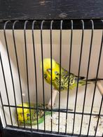 Engelse grasparkieten, Dieren en Toebehoren, Vogels | Parkieten en Papegaaien, Parkiet