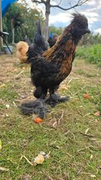 Haan gratis af te halen