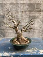 Shohin bonsai Euonymus startmateriaal, Tuin en Terras, Ophalen