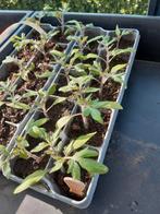 Tomaten, Ophalen, Voorjaar, Volle zon, Zaad