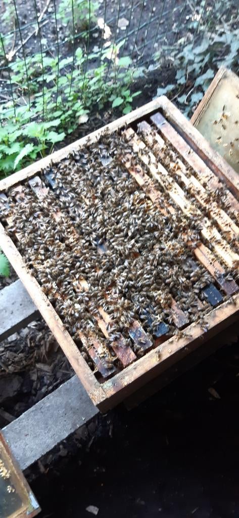 Bijenvolk nateelt buckfast, Animaux & Accessoires