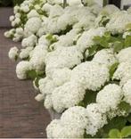 annabelle hortensia, Tuin en Terras, Ophalen