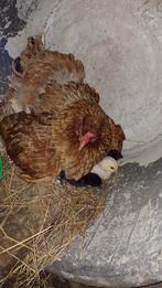 Oeufs fécondés, Mars