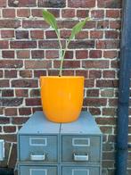 Soendgen Keramik bloem/ plantenpot, Tuin en Terras, Ophalen of Verzenden