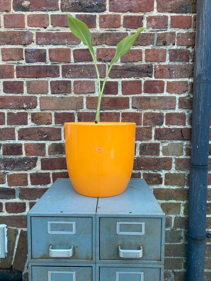 Soendgen Keramik bloem/ plantenpot, Tuin en Terras, Planten | Tuinplanten, Ophalen of Verzenden