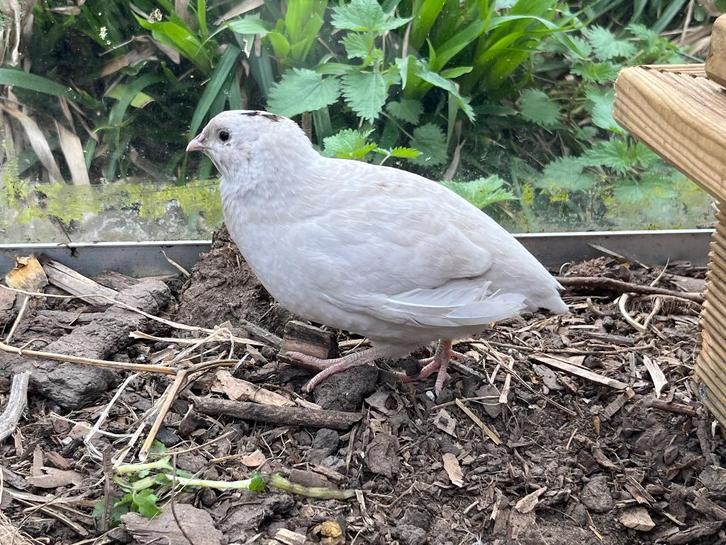 Japanse kwartels, Dieren en Toebehoren, Pluimvee, Overige soorten, Meerdere dieren