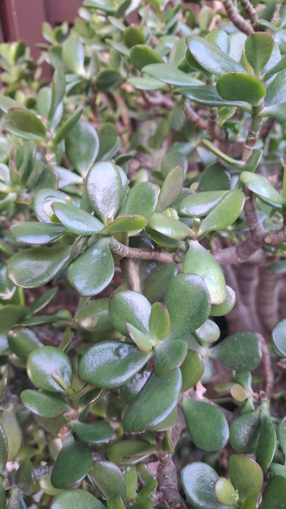 Crassula ovata (plante de jade), Enlèvement