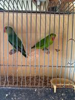 3 Koppels Tarantas onverwant, Dieren en Toebehoren, Dwergpapegaai of Agapornis