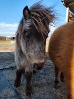 Mooie Shetlander jaarling, Dieren en Toebehoren, Pony's, 0 tot 2 jaar, Hengst, A pony (tot 1.17m), Gechipt