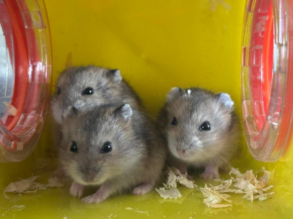 Hamsters, Dieren en Toebehoren, Knaagdieren, Vrouwelijk, Hamster, Maart, Tam