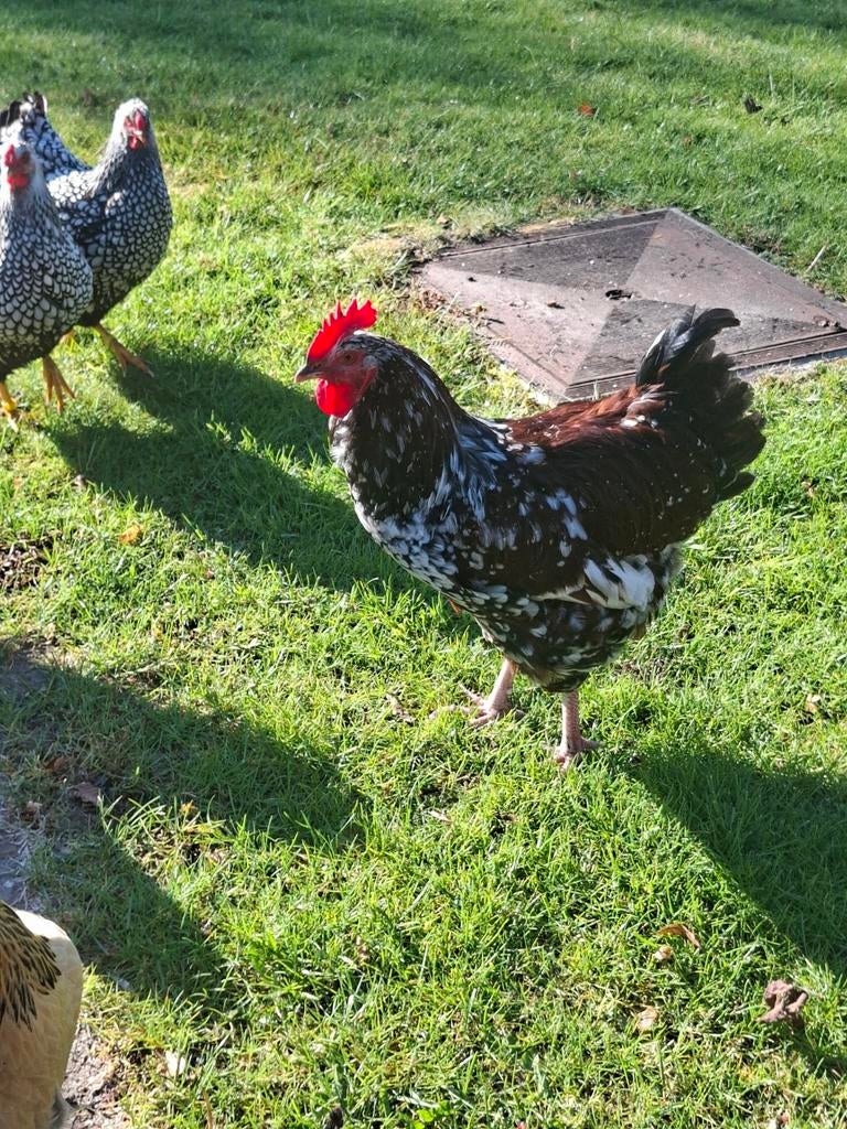 Sussex rood porselein haan, Dieren en Toebehoren, Pluimvee, Mannelijk, Kip