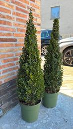 Buxus 100cm, Tuin en Terras, Planten | Struiken en Hagen, Ophalen, Buxus