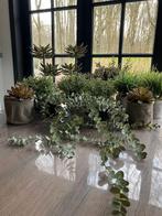 Complete set decoratie planten + potten, Ophalen of Verzenden, Zo goed als nieuw, Binnen