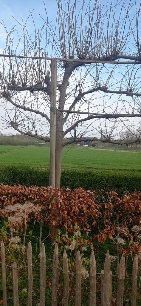 1leilinde gratis, Ophalen