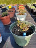 Meisjesogen/Coreopsis, Ophalen