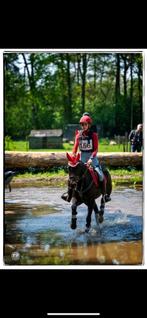 Drachtige d pony, Dieren en Toebehoren, Merrie, 7 tot 10 jaar, Recreatiepony, D pony (1.37m tot 1.48m)