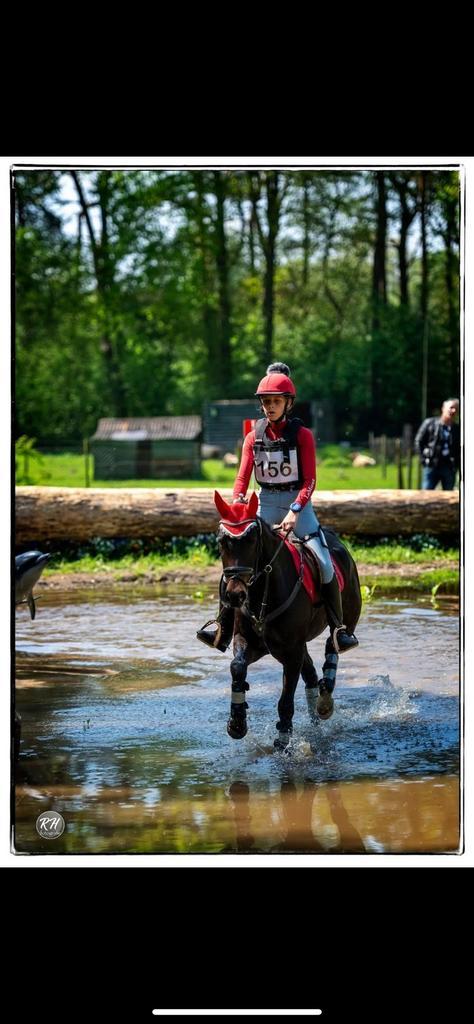Drachtige d pony, Dieren en Toebehoren, Pony's, Merrie, B, D pony (1.37m tot 1.48m), Recreatiepony, 7 tot 10 jaar, Met stamboom