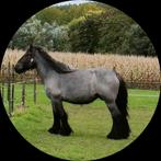 Trekpaard_ drachtige_ blauwschimmel, Merrie, Met stamboom, Niet van toepassing, 3 tot 6 jaar