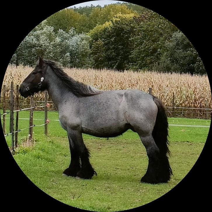 Trekpaard_ drachtige_ blauwschimmel, Dieren en Toebehoren, Paarden, Merrie, Niet van toepassing, 160 tot 165 cm, 3 tot 6 jaar