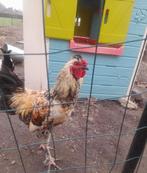 2 hanen zomer 2025 gratis, Dieren en Toebehoren, Mannelijk, Kip