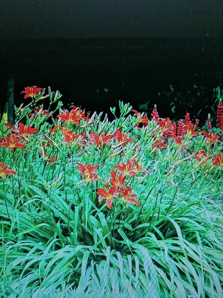 vaste plant: RODE DAGLELIES, Ophalen of Verzenden, Zomer, Vaste plant