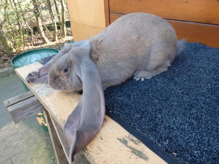 Engelse hangoor, Dieren en Toebehoren, Konijnen, Middelgroot, Mannelijk, 0 tot 2 jaar, Hangoor