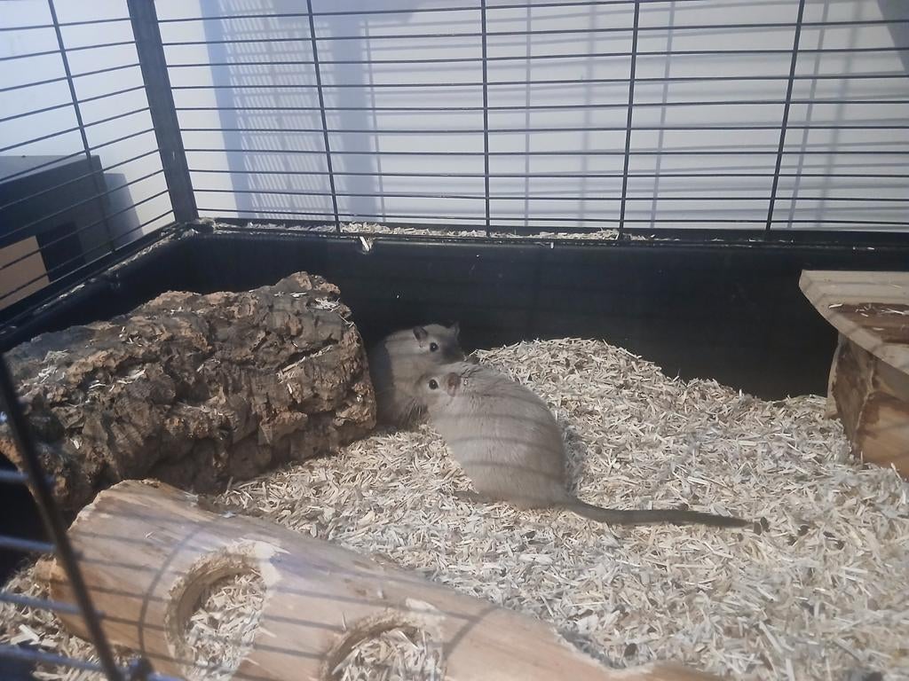 2 sympathieke, nieuwsgierige gerbils (M) met kooi, Dieren en Toebehoren, Juni, Meerdere dieren