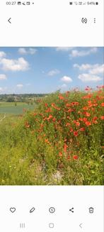 À louer prairie pour chevaux, Enlèvement