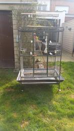 Vogelkooi xxl, Dieren en Toebehoren, Ophalen, Vogelkooi