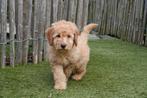 Prachtige medium Labradoodle pups, met stamboom, Dieren en Toebehoren, Parvo, België, Overige rassen, 8 tot 15 weken