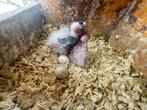baby valkparkietjes, Dieren en Toebehoren, Geslacht onbekend, Parkiet, Geringd