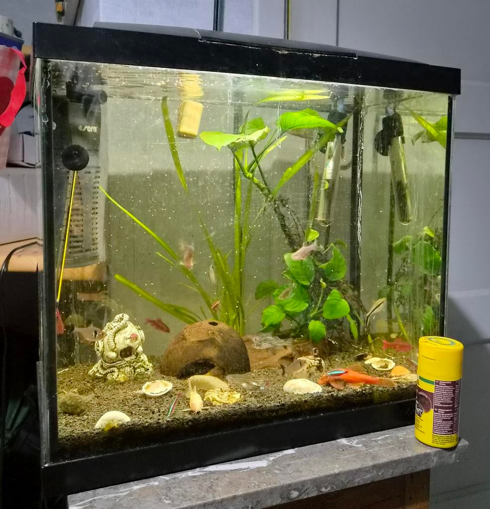 Aquarium met benodigheden en vissen, Ophalen
