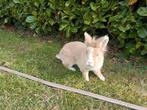 handtam vrouwelijk dwergkonijntje, Dieren en Toebehoren, Vrouwelijk, Klein